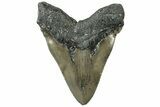 Serrated, Fossil Megalodon Tooth - North Carolina #311099-2